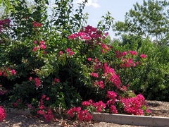 Bougainvillea