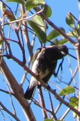 Cinnyris fuscus fuscus