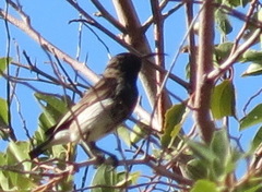 Cinnyris fuscus fuscus