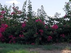 Bougainvillea