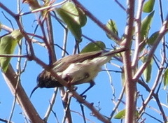 Cinnyris fuscus fuscus