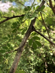 Mimosa dysocarpa