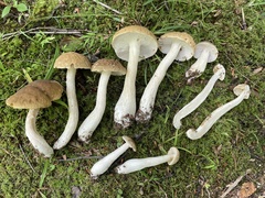 Boletus nobilis
