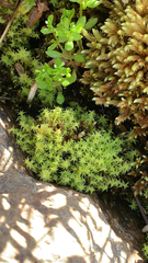 Diobelonella palustris