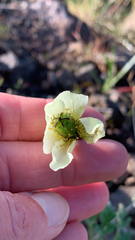 Papaver radicatum