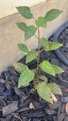 Hypoestes phyllostachya