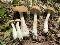 Boletus nobilis