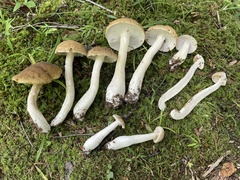 Boletus nobilis