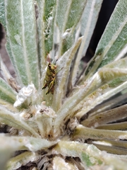 Agesander ruficornis