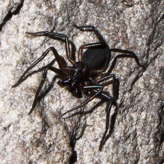 Dark Scorpion Spider
