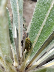 Agesander ruficornis