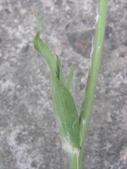Tragopogon ucrainicus