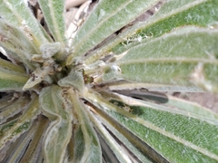 Agesander ruficornis