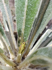 Agesander ruficornis