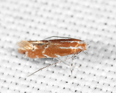 Cremastobombycia solidaginis