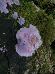 Hypochnella violacea