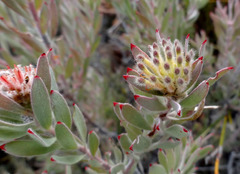 Leucospermum wittebergense