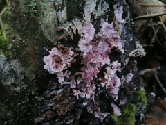 Hypochnella violacea