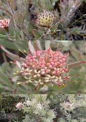 Leucospermum wittebergense