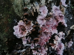 Hypochnella violacea