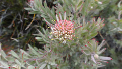 Leucospermum wittebergense