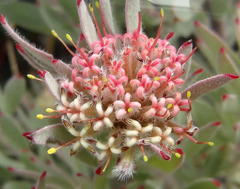 Leucospermum wittebergense