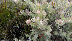 Leucospermum wittebergense