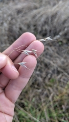 Bromus commutatus