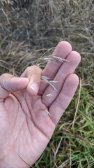 Bromus commutatus