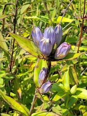 Gentiana × pallidocyanea