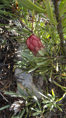 Protea canaliculata