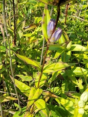 Gentiana × pallidocyanea