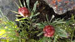 Protea canaliculata