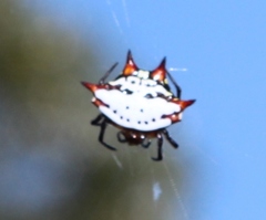 Gasteracantha sanguinolenta