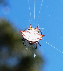 Gasteracantha sanguinolenta