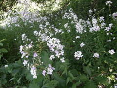 Hesperis matronalis voronovii