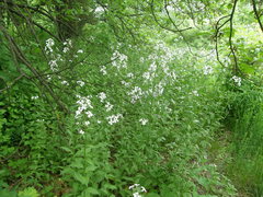 Hesperis matronalis voronovii