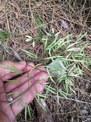 Anisotome filifolia