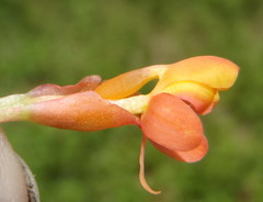 Disa chrysostachya