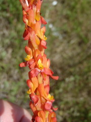 Disa chrysostachya
