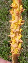 Disa chrysostachya