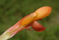 Disa chrysostachya