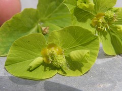 Euphorbia squamosa
