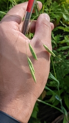 Bromus latiglumis