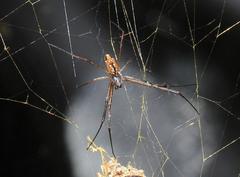 Trichonephila senegalensis