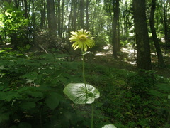 Doronicum macrophyllum