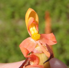 Disa chrysostachya