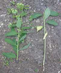 Euphorbia squamosa