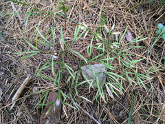 Anisotome filifolia