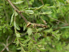 Paramantispa decorata